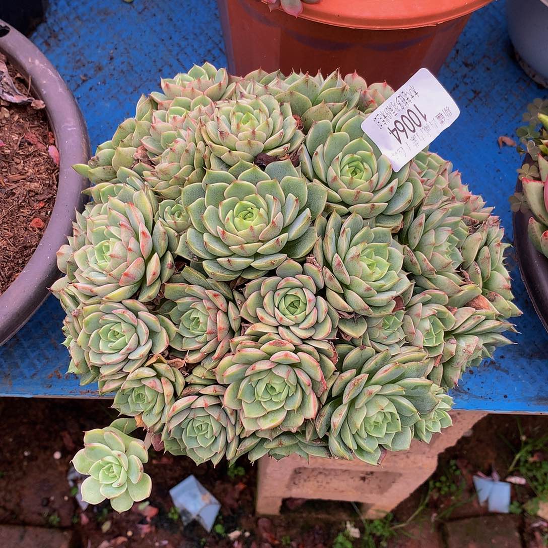 图***图    笨巴蒂斯多肉10064