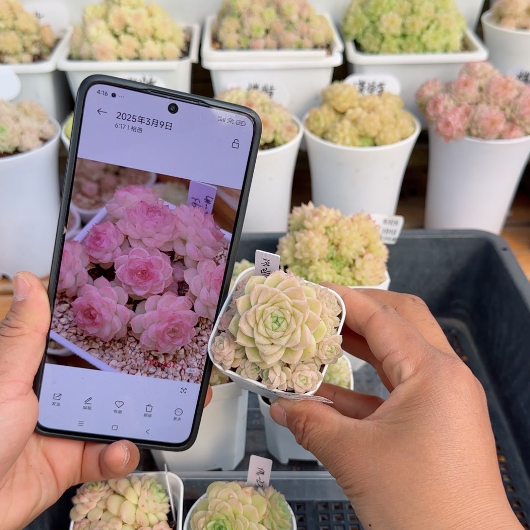 亮*?【闪购商品】0309-112（m1-231-1）