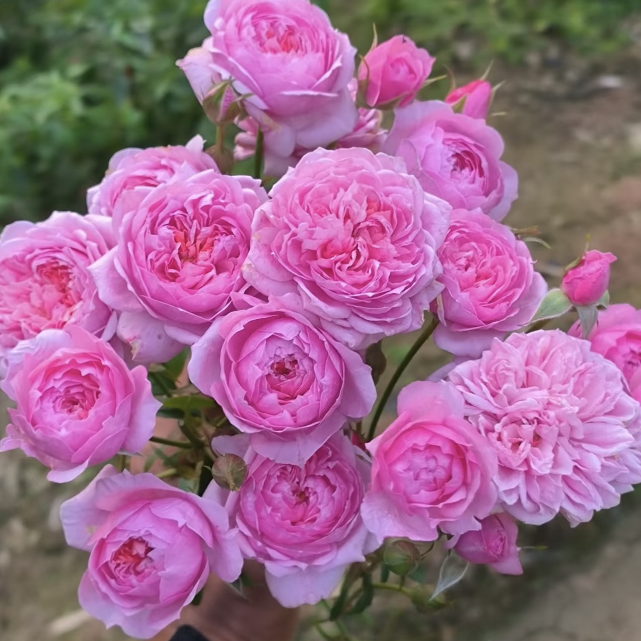 1加仑盆【灵芝妖精】月季玫瑰直播云南精品盆栽阳台庭院四季开花