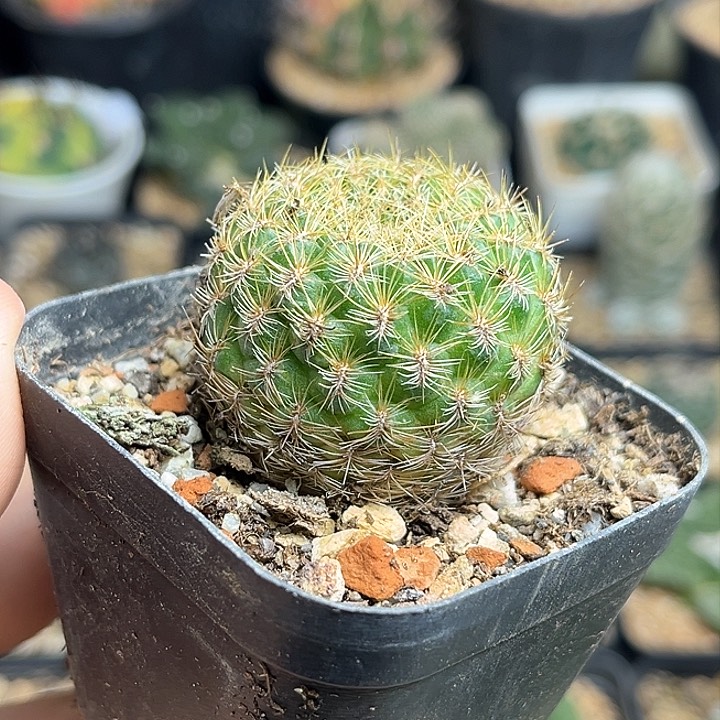 沟宝山实生球一颗一物一拍3.8公分