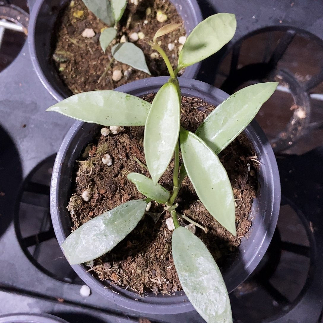 完全开放全银长叶裂瓣35