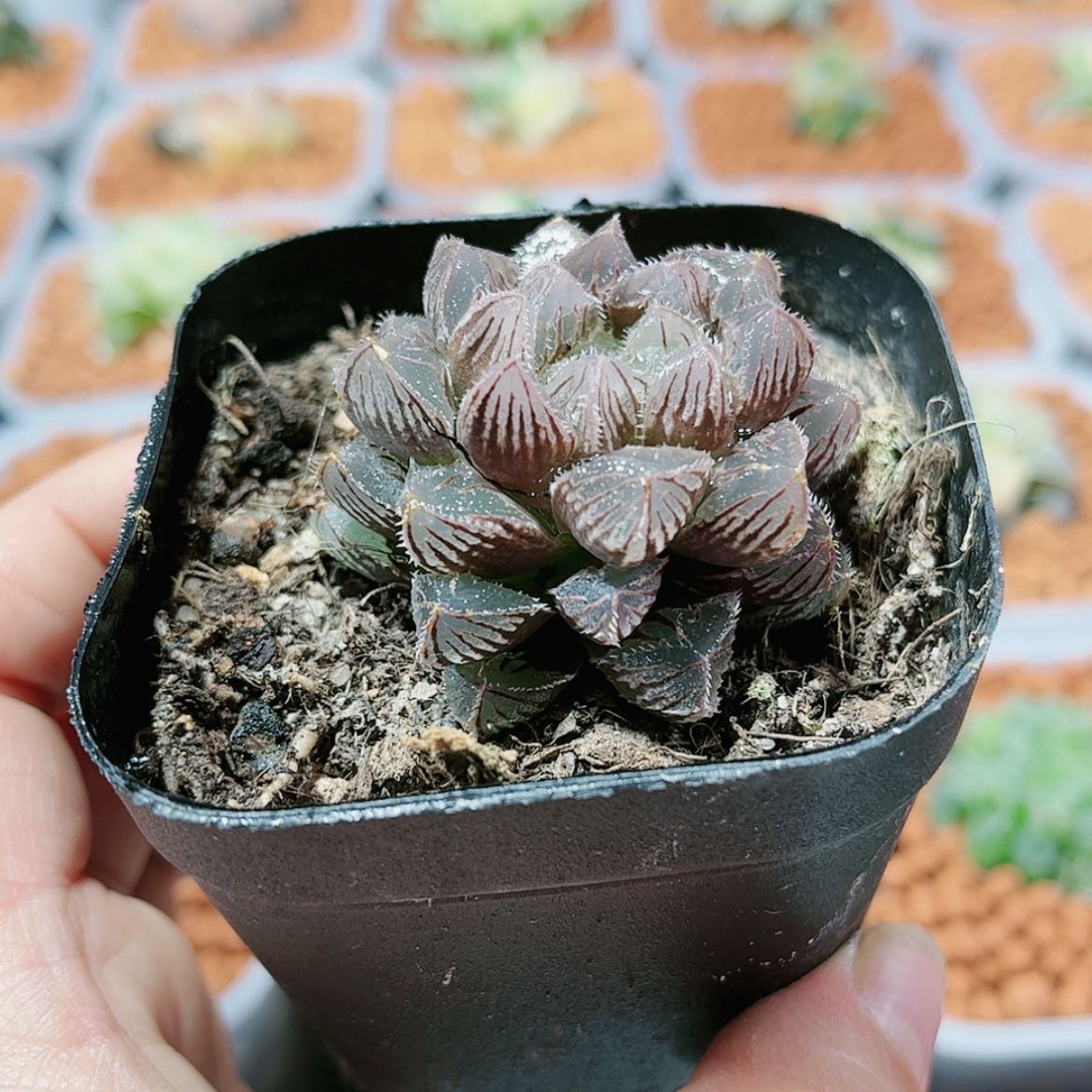 【闪购商品】红颜玉露