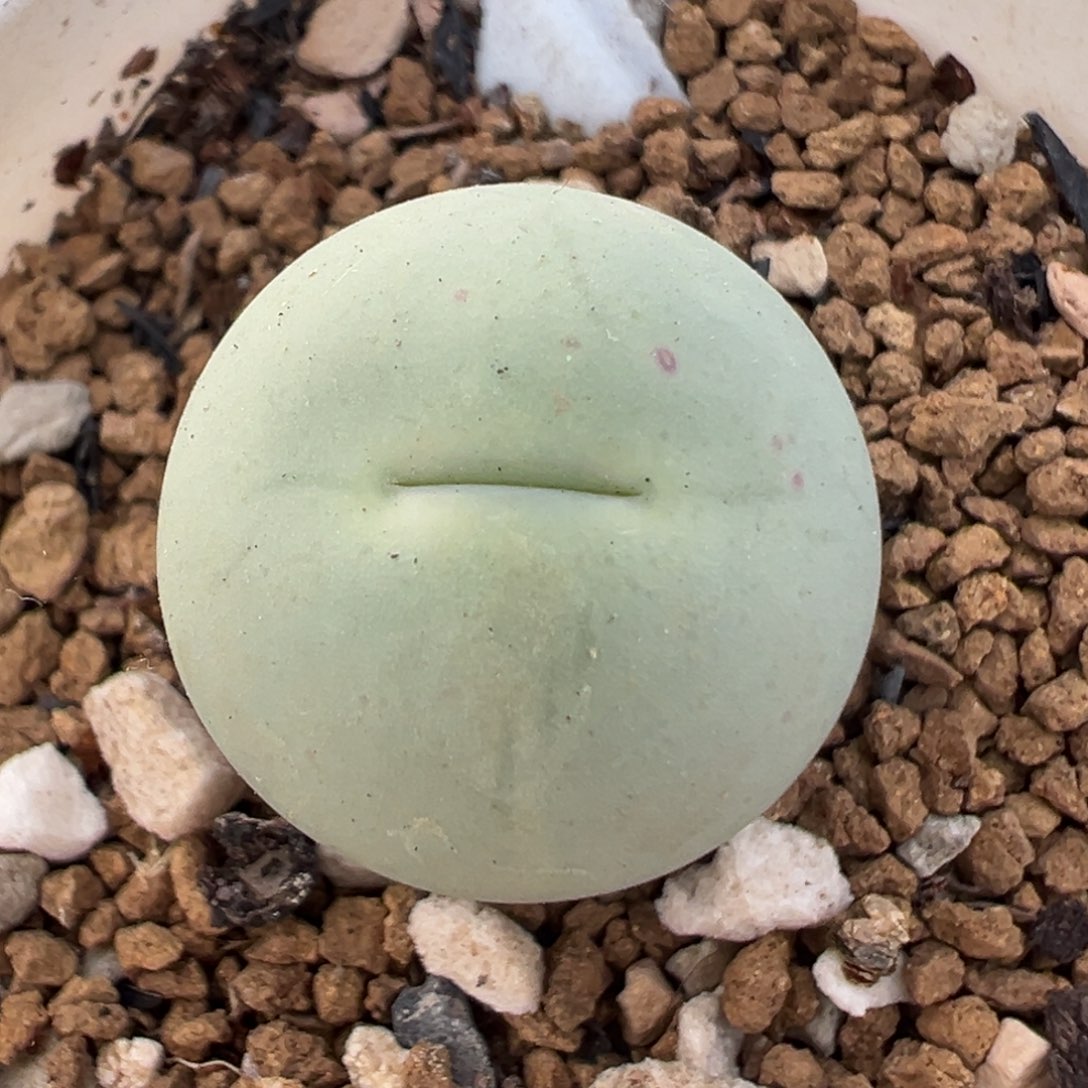 101多肉植物百科鸽子蛋