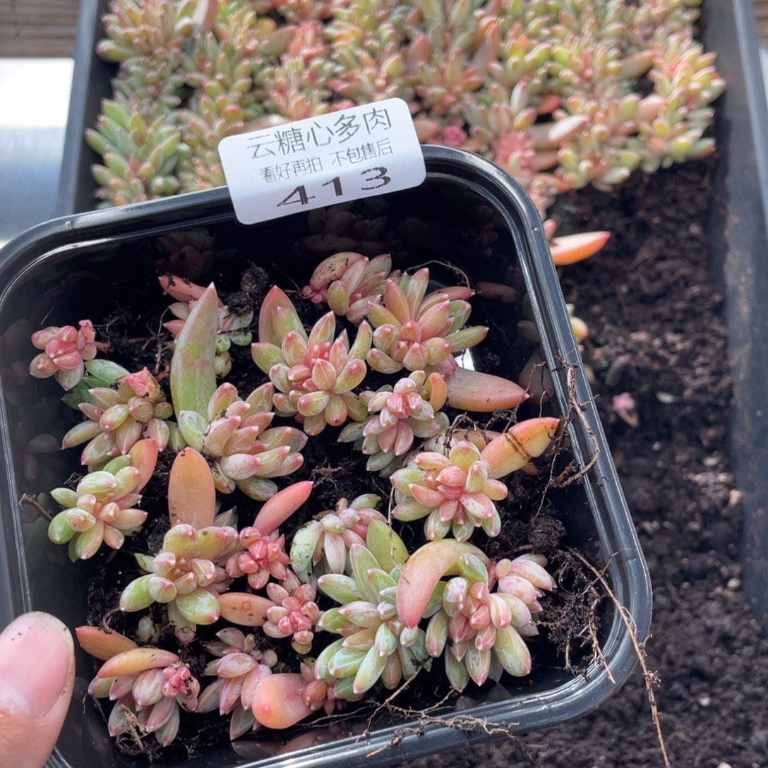 云糖心多肉植物413