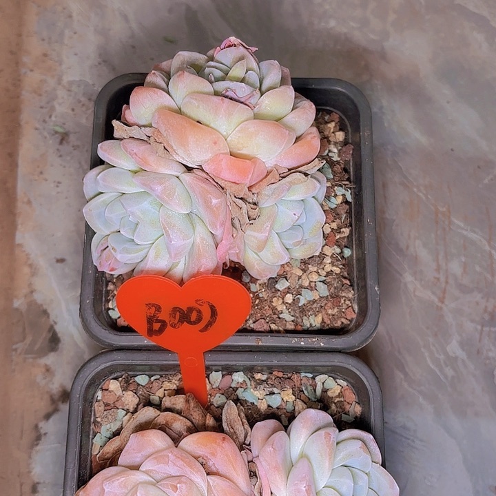 蓝*冰玉一物一拍B007