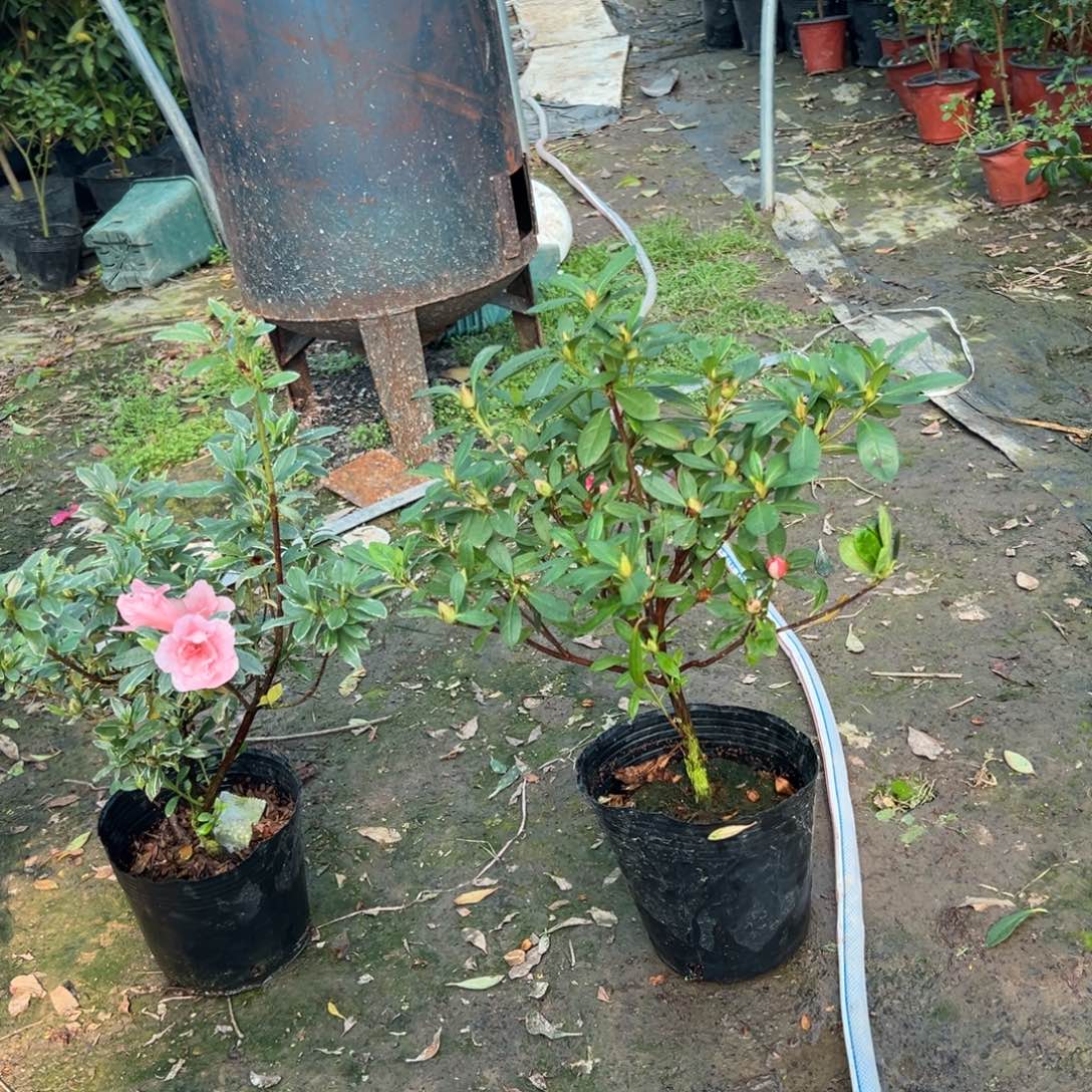 花***语完全开放桃梅锦杜鹃