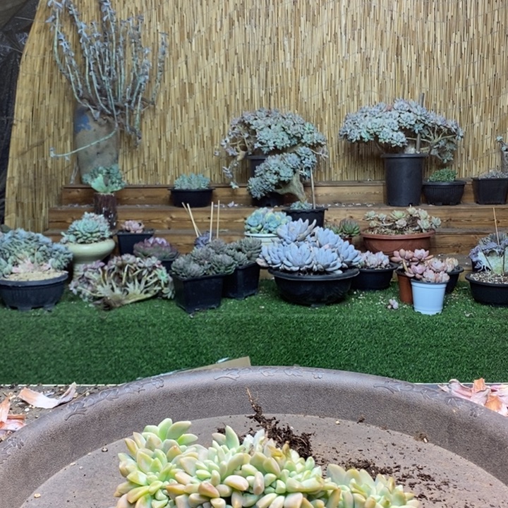 雨***️803号淡雪多肉植物