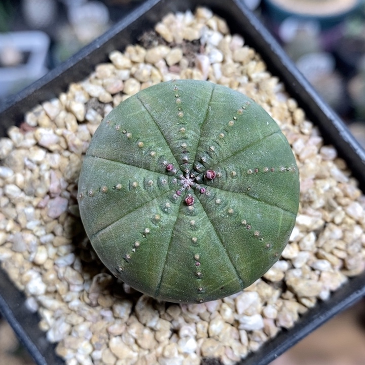 实生欧系布纹球236号3.7cm