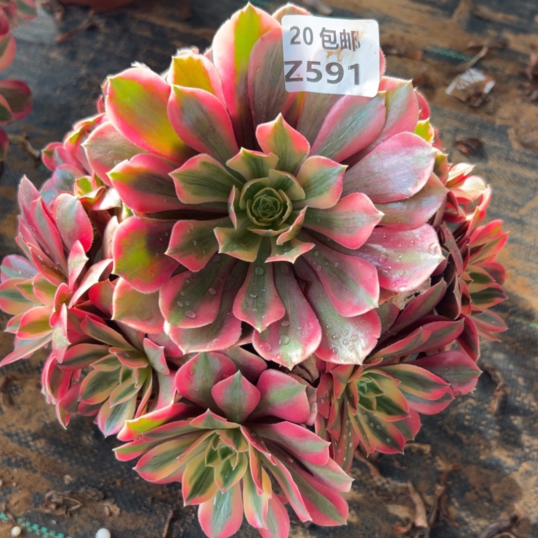 591女妖，满20包邮嘟叮熊