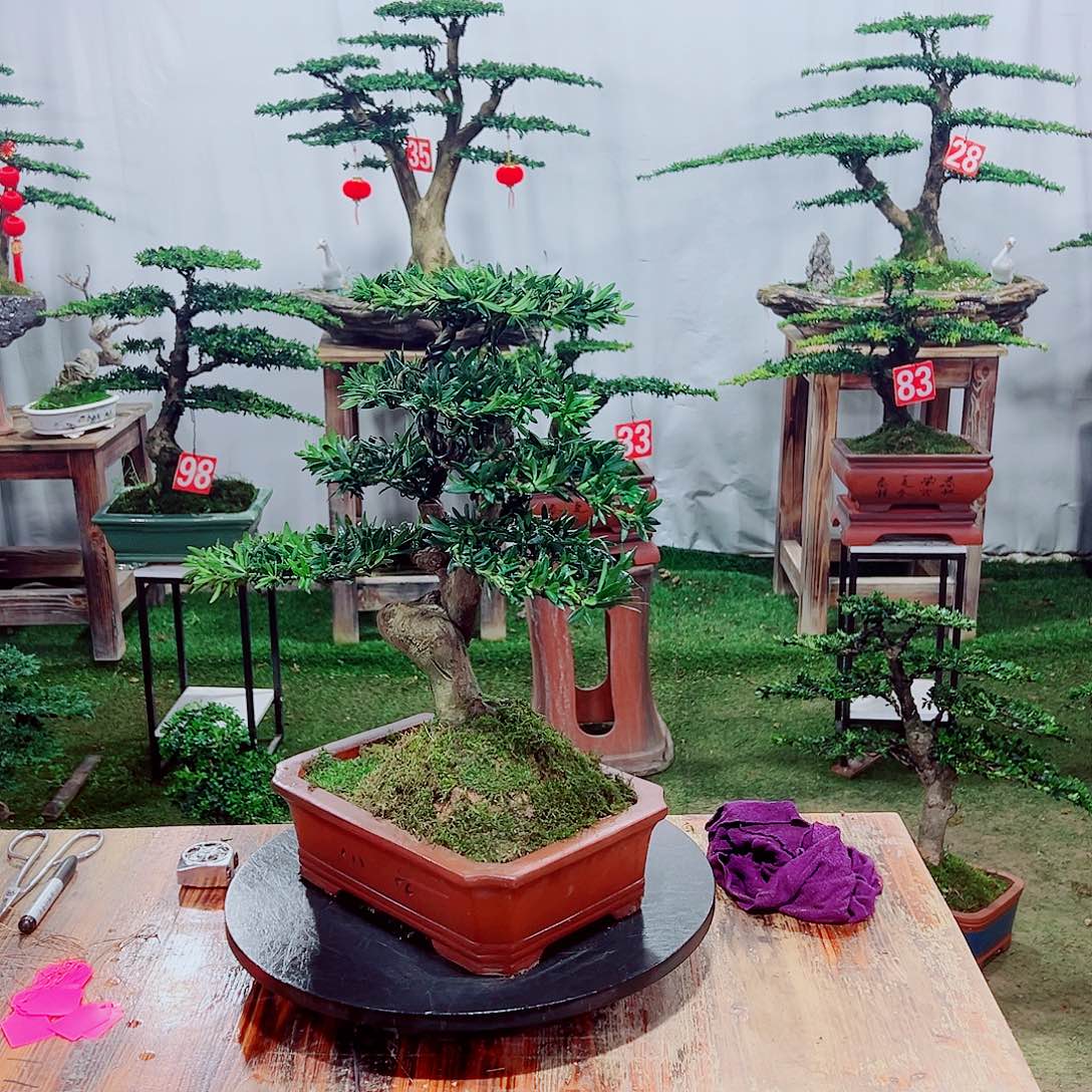 罗汉松小老桩小红帽罗汉松