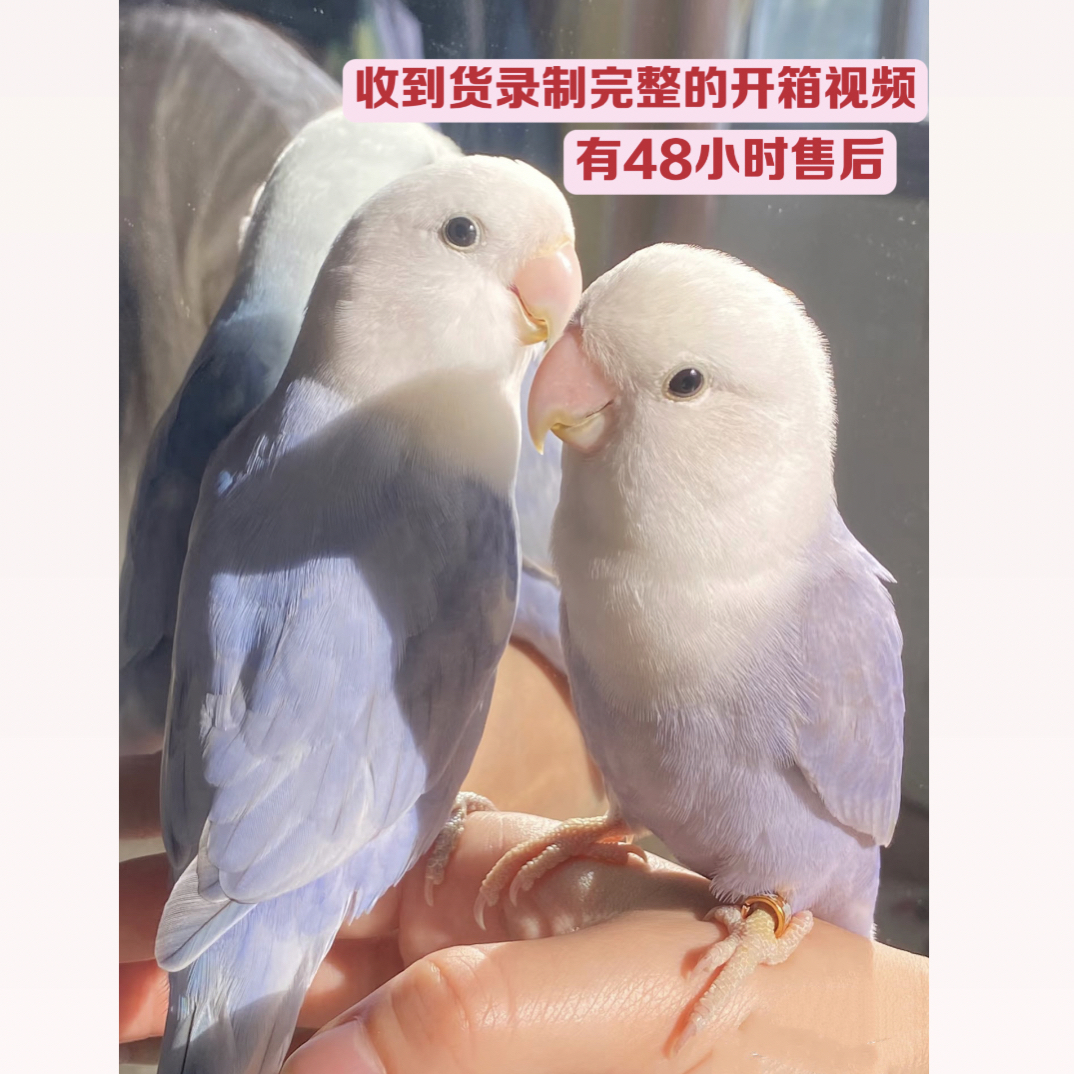 手养亲人牡丹鹦鹉活体宠物
