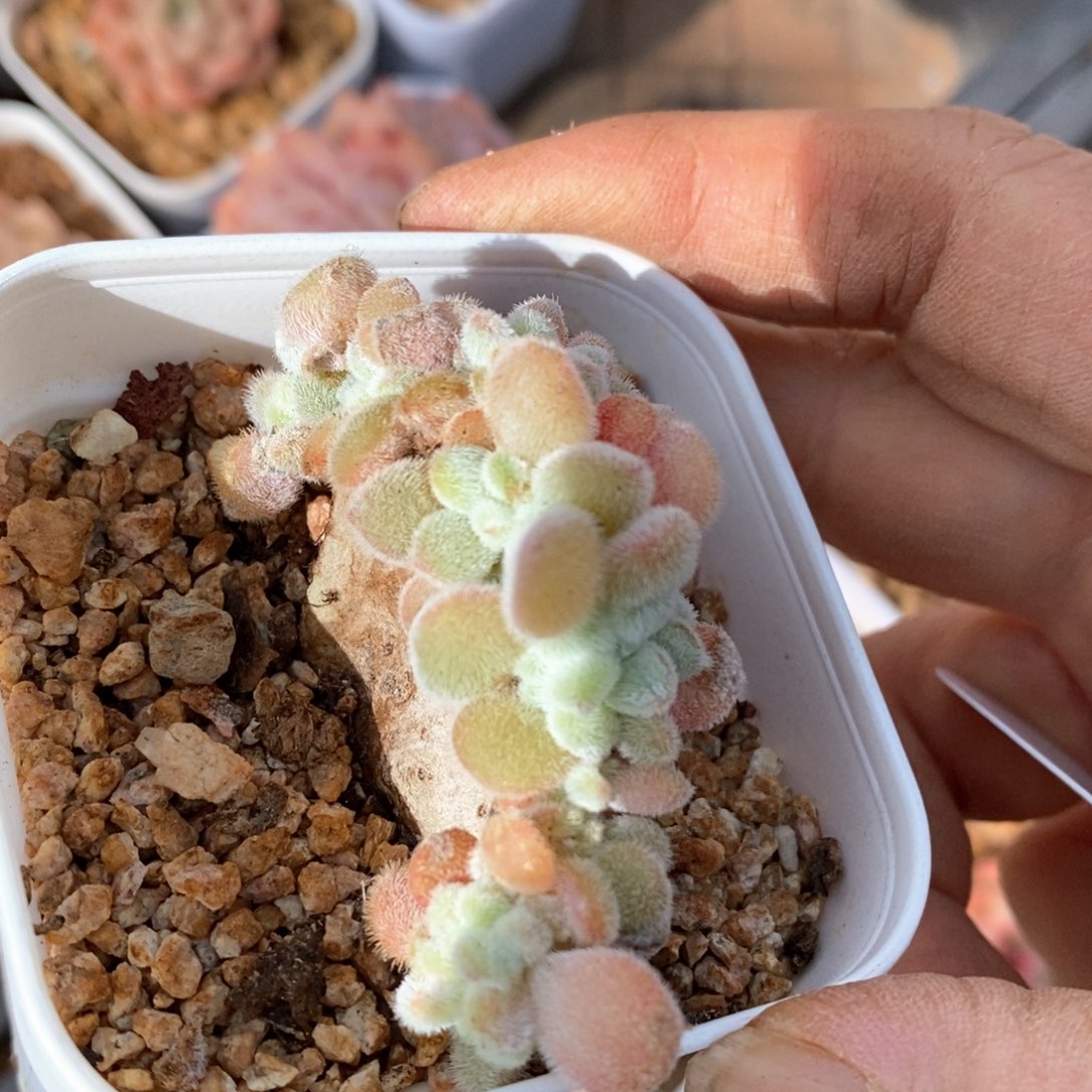 精品多肉一物一拍不包整551