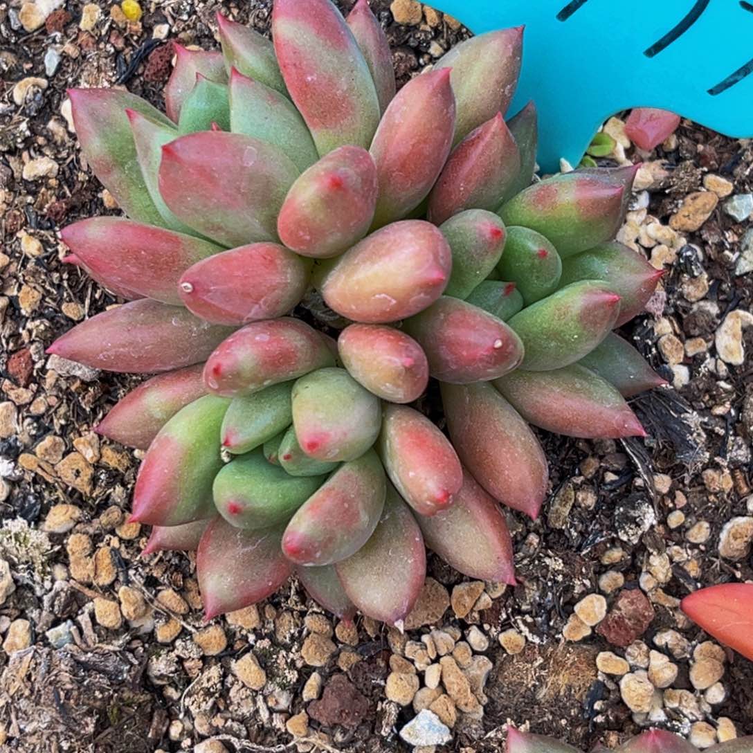 1777下午多肉植物群生