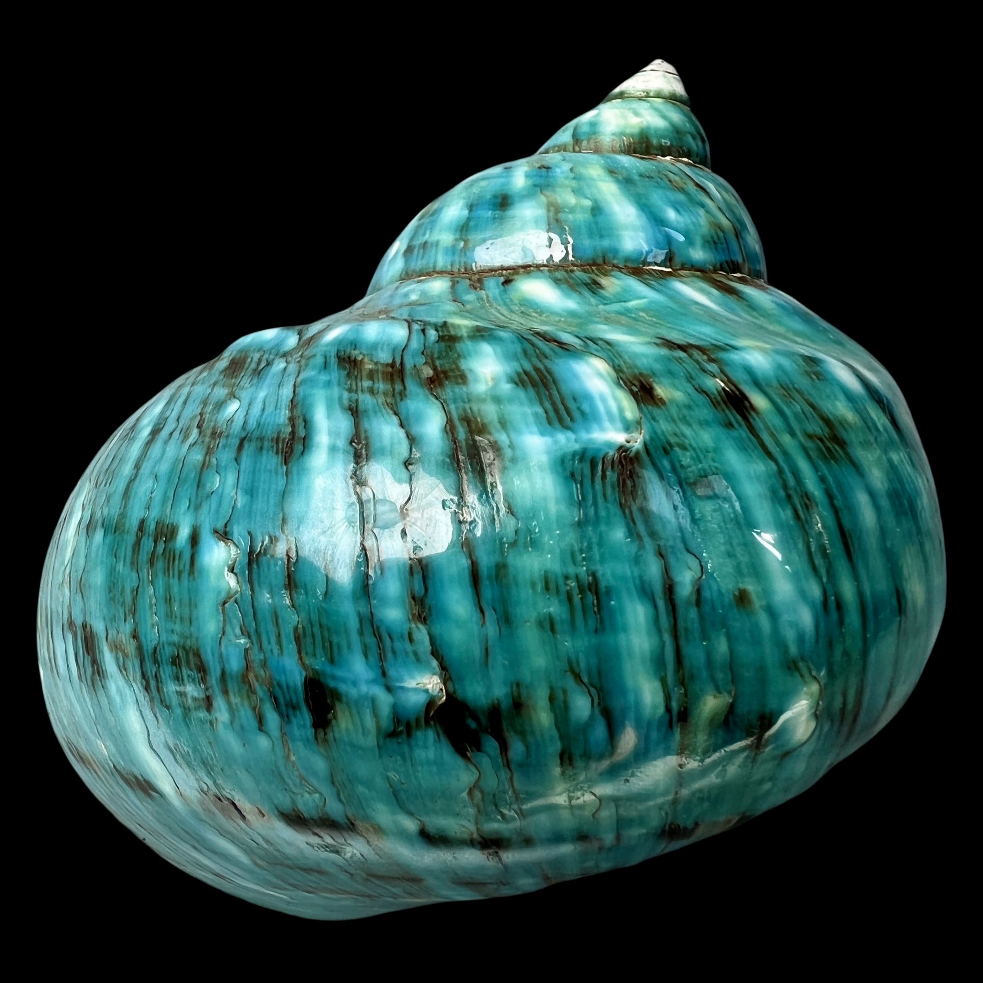 【帝王螺杯（特大！精品）】98mm 赠1串杯托 天然贝壳 C6