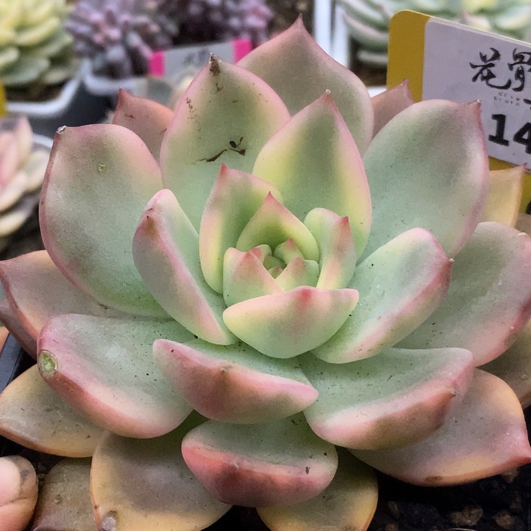 148哈哈哈哈哈哈哈