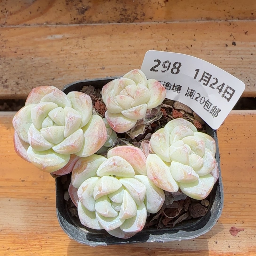 花语逸境0124-298