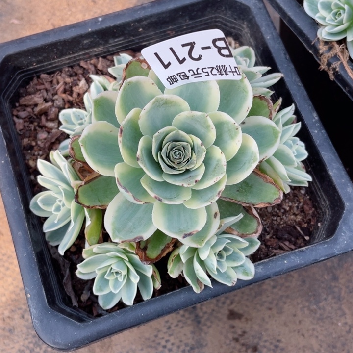 211山地玫瑰锦多肉1，12345678