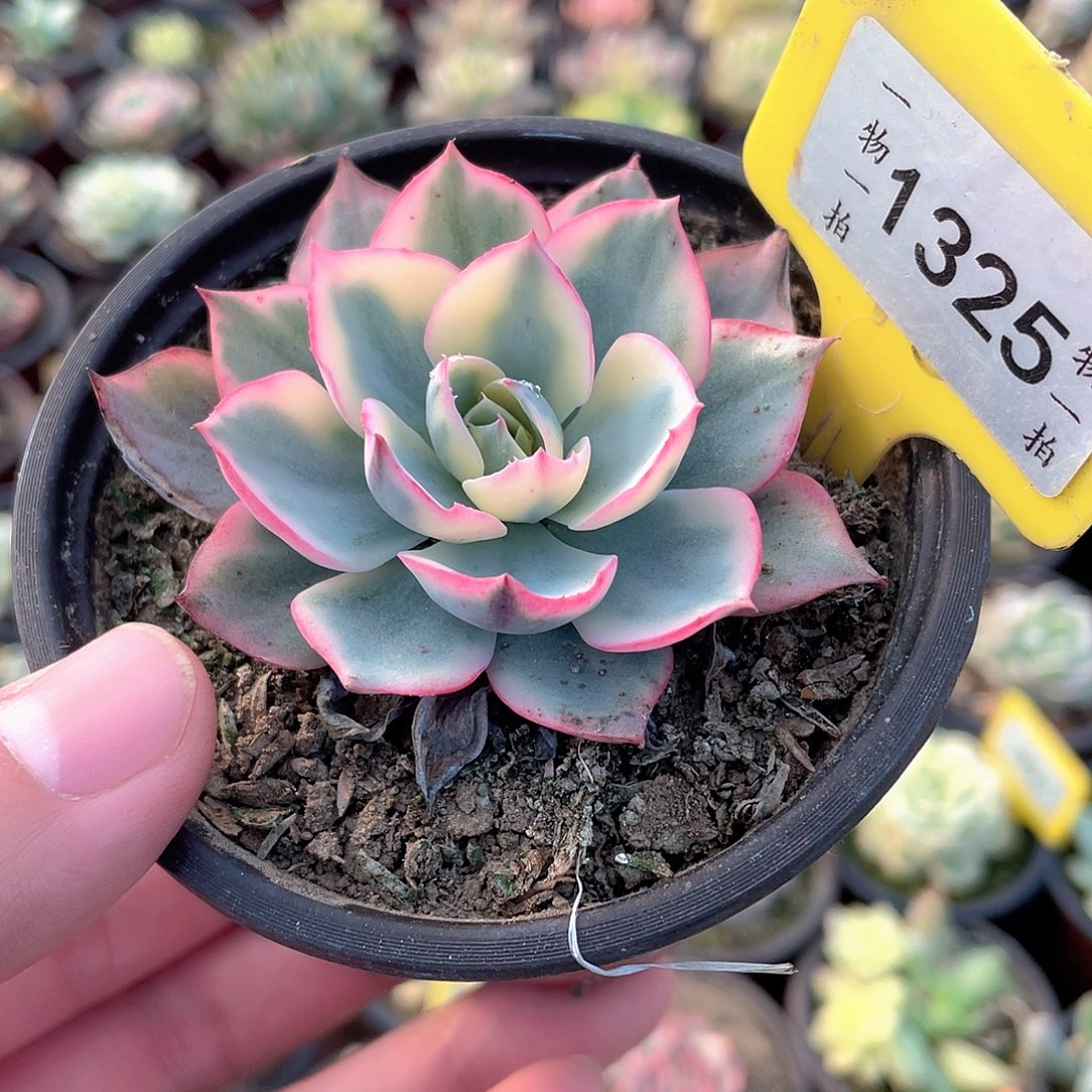 阿美星锦1325号多肉