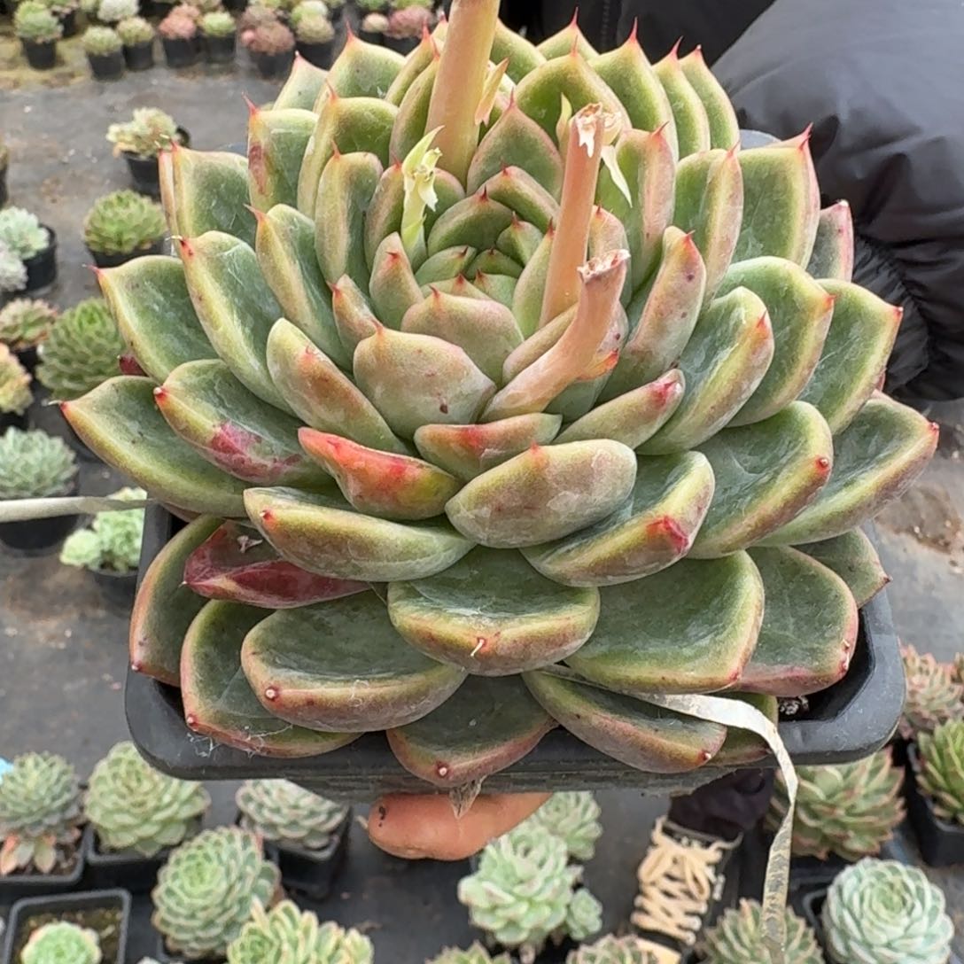 多肉杂交一物一拍28-24