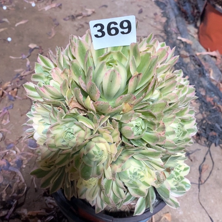 法师植物一物一拍369