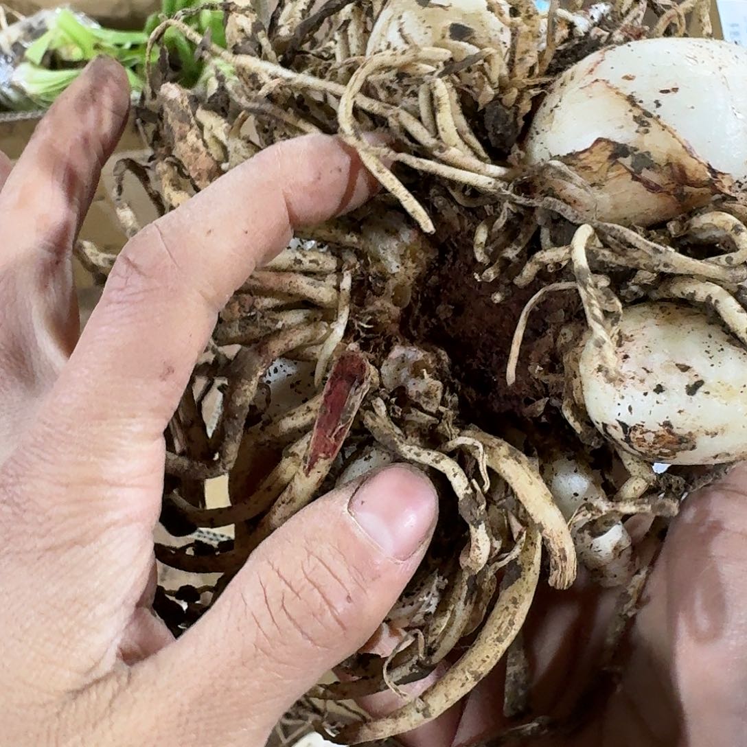 发簪8+带侧开花球发发发