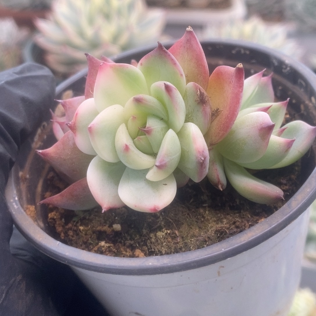 043锦锦锦锦锦锦锦锦锦