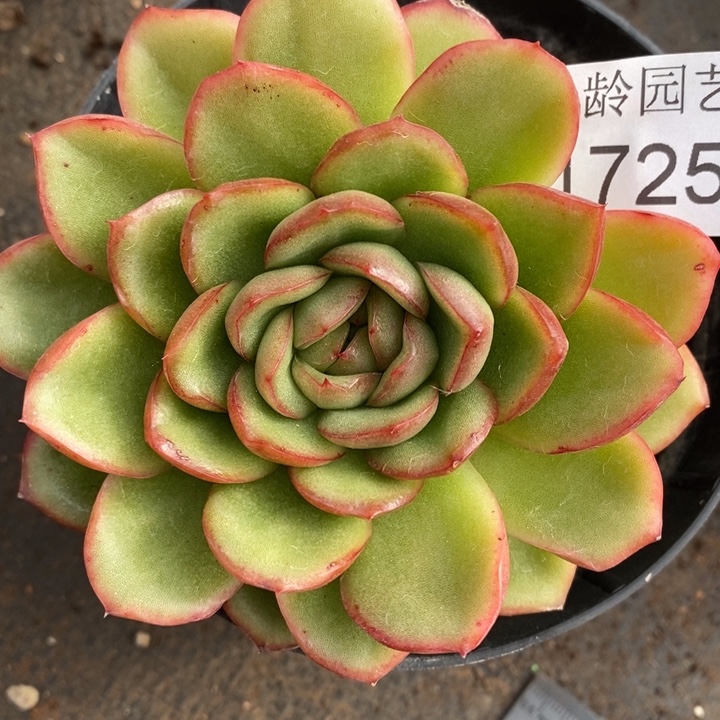 1725杂交老桩基地～9厘米