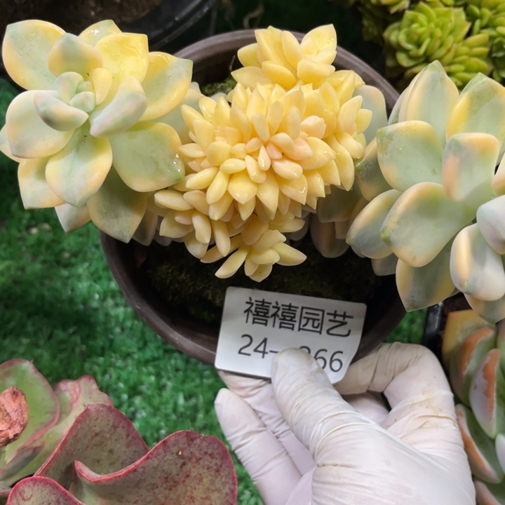 24-266美杏锦缀多肉植物