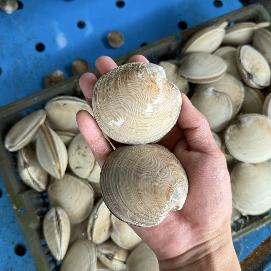 全活月亮贝 1.8元50g   蒸，烤 王者  默认加冰装袋