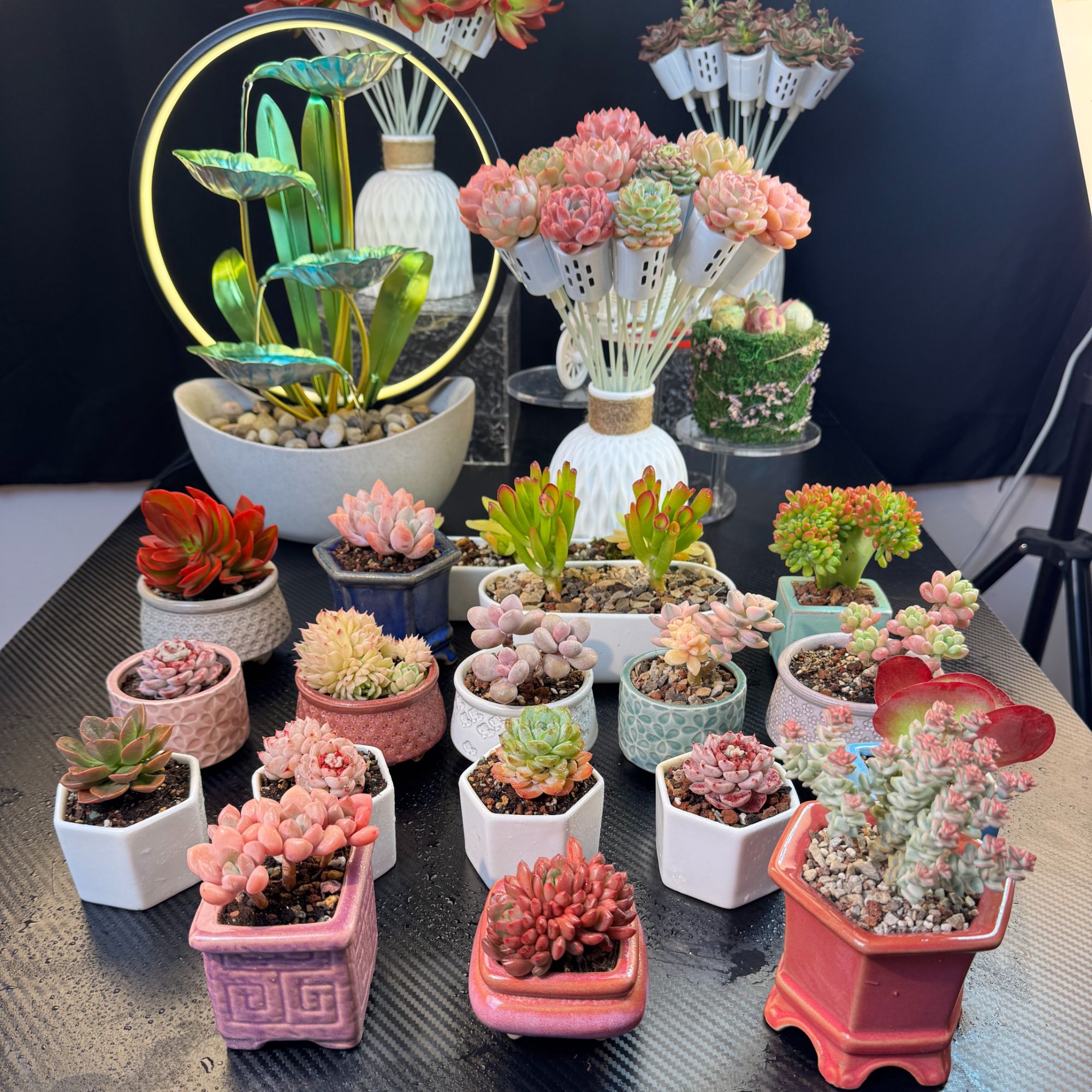 多肉一物一拍 500-598带盆带土发货