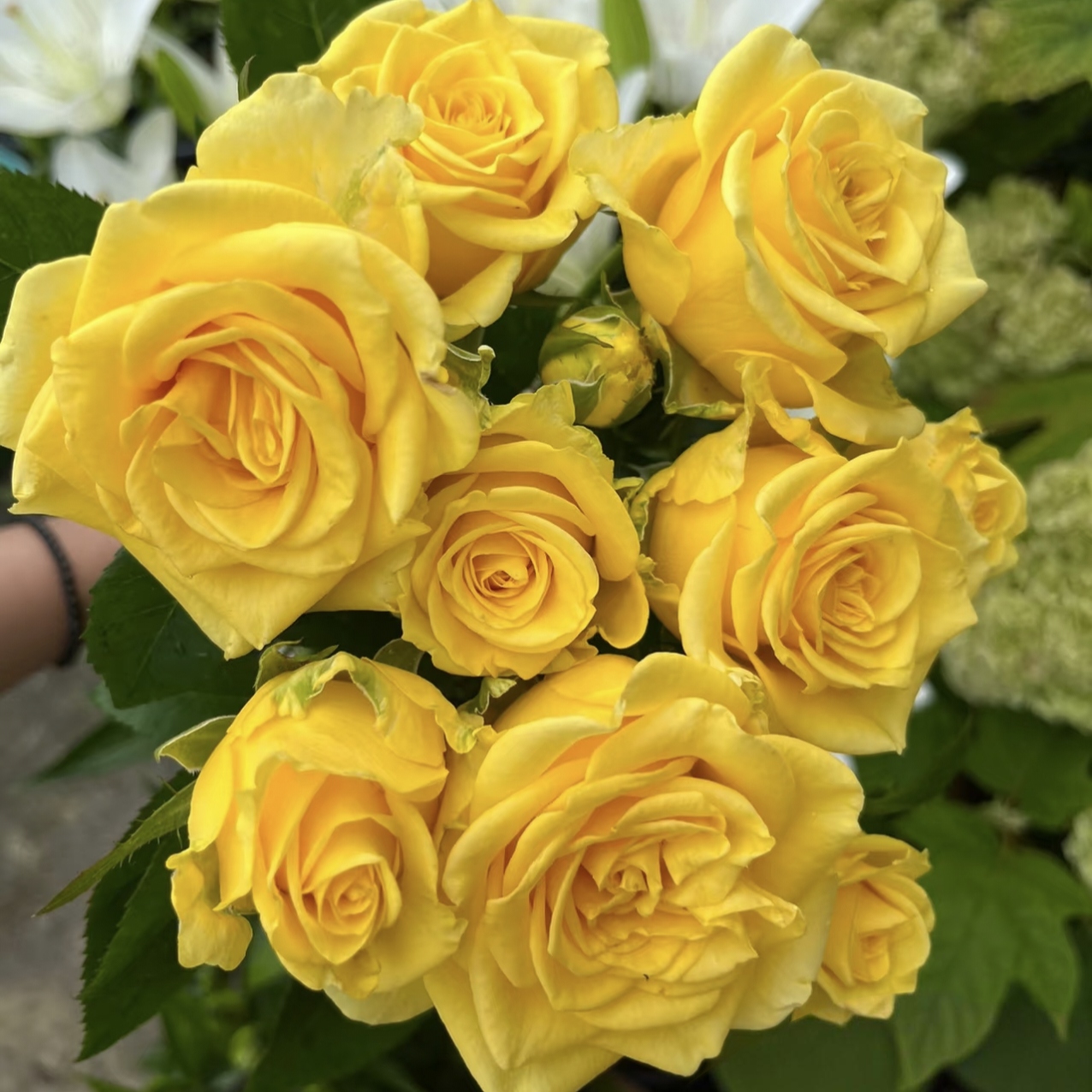 【3颗包邮】苏格兰黄油月季花苗切花盆栽四季灌木庭院阳台花卉