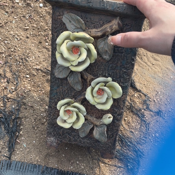 多肉的鱼也可以是你喜欢我和喜欢