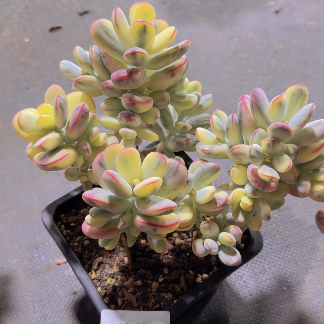 ***盘00-58乒乓福娘锦   