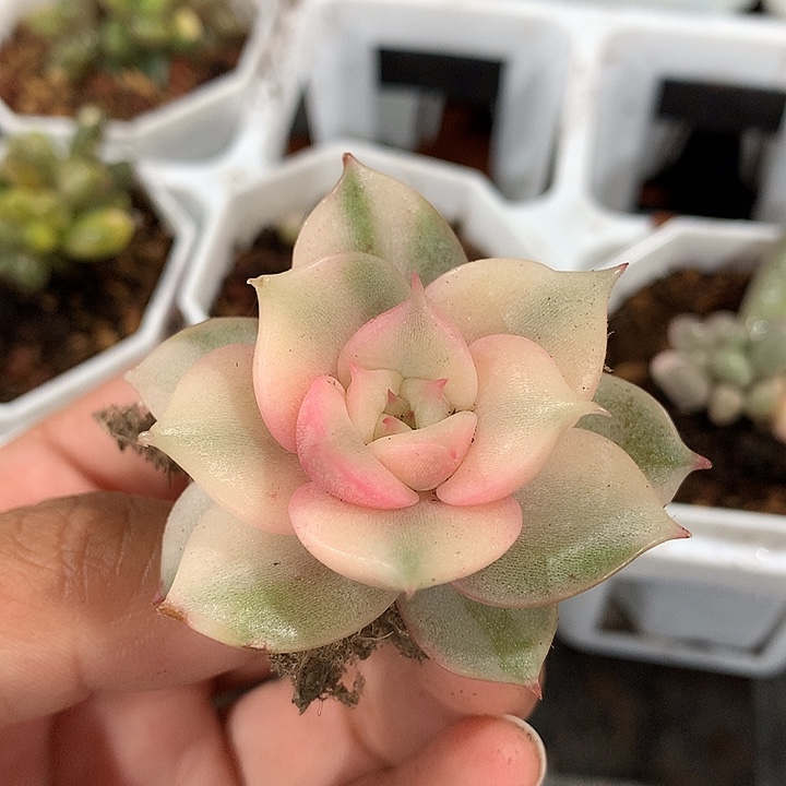 贝加尔湖锦腹轮锦有根