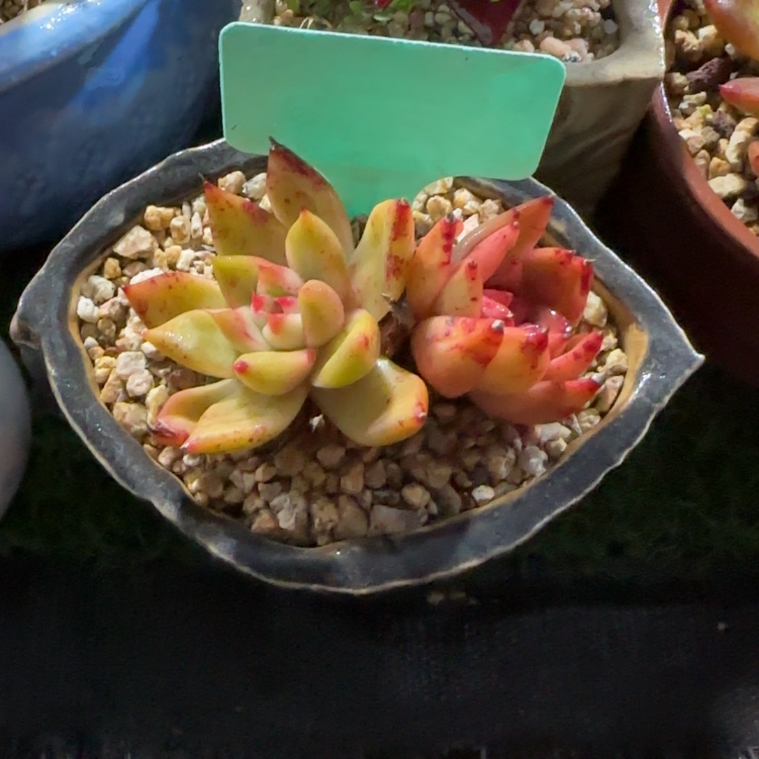 美***美多肉植物弗兰克双头伪装