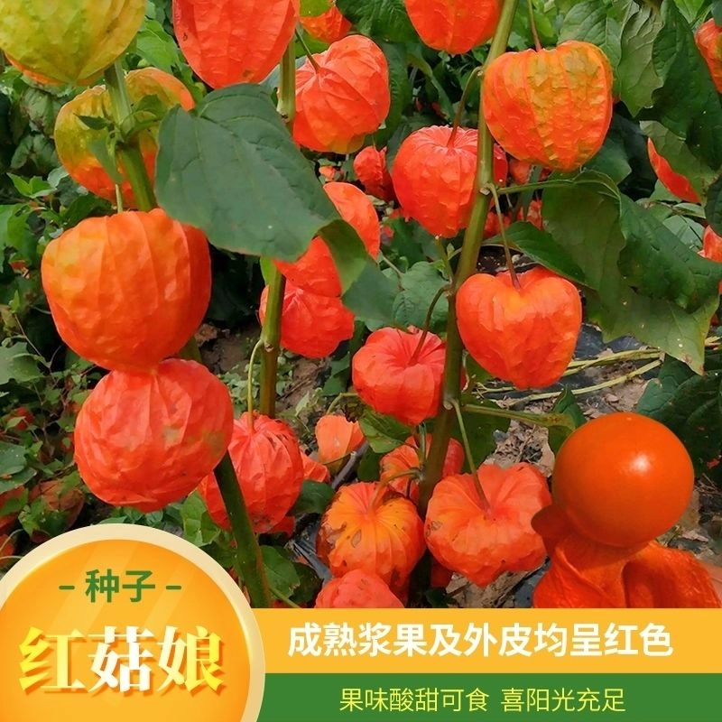 红姑娘果种子春夏秋四季水果种子甜姑娘浆果红灯笼种子盆栽大田种