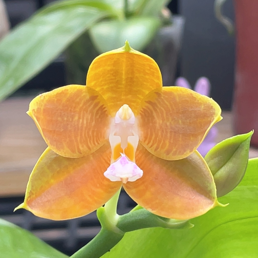 完全开放【熊王】2.5