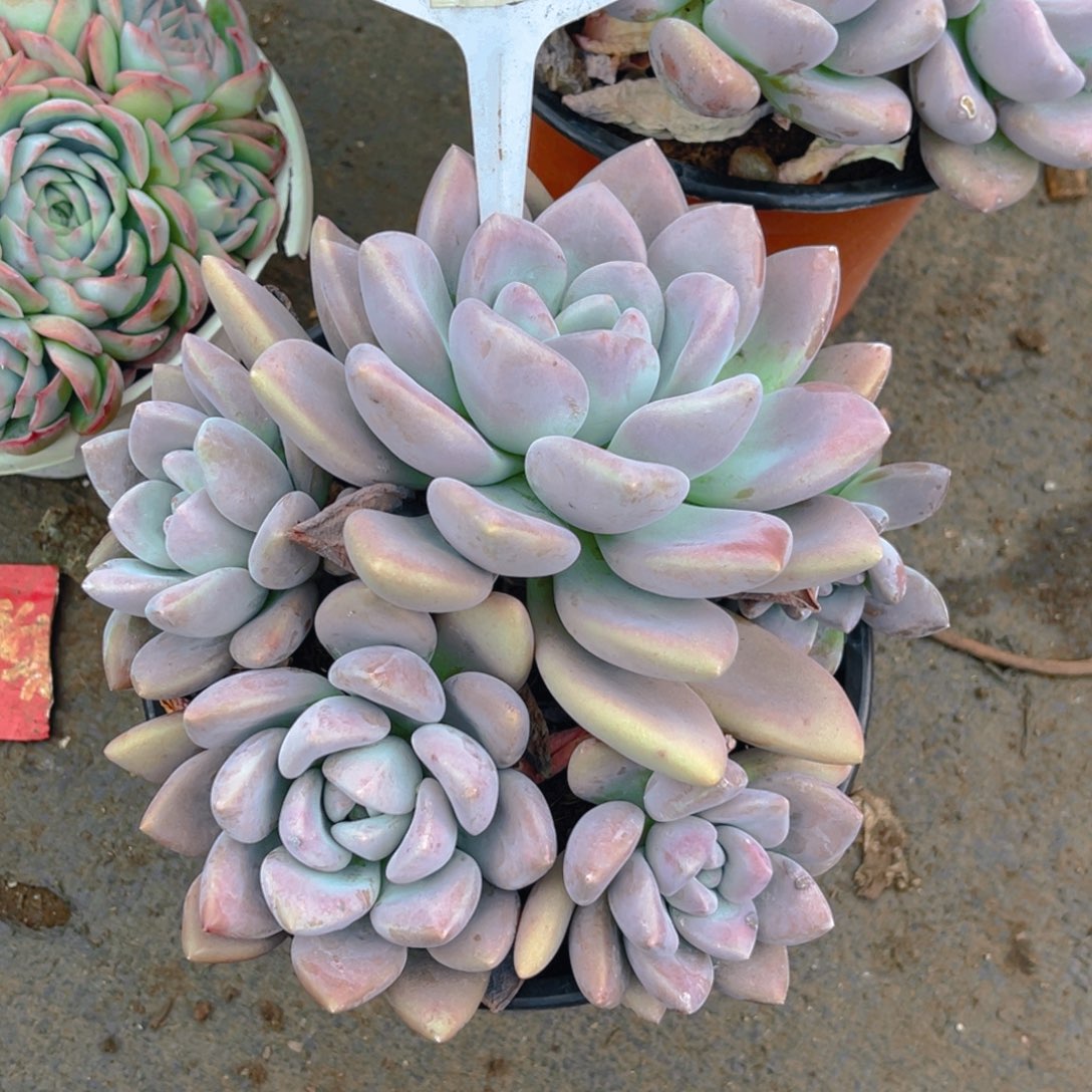 拈****000000000000000313