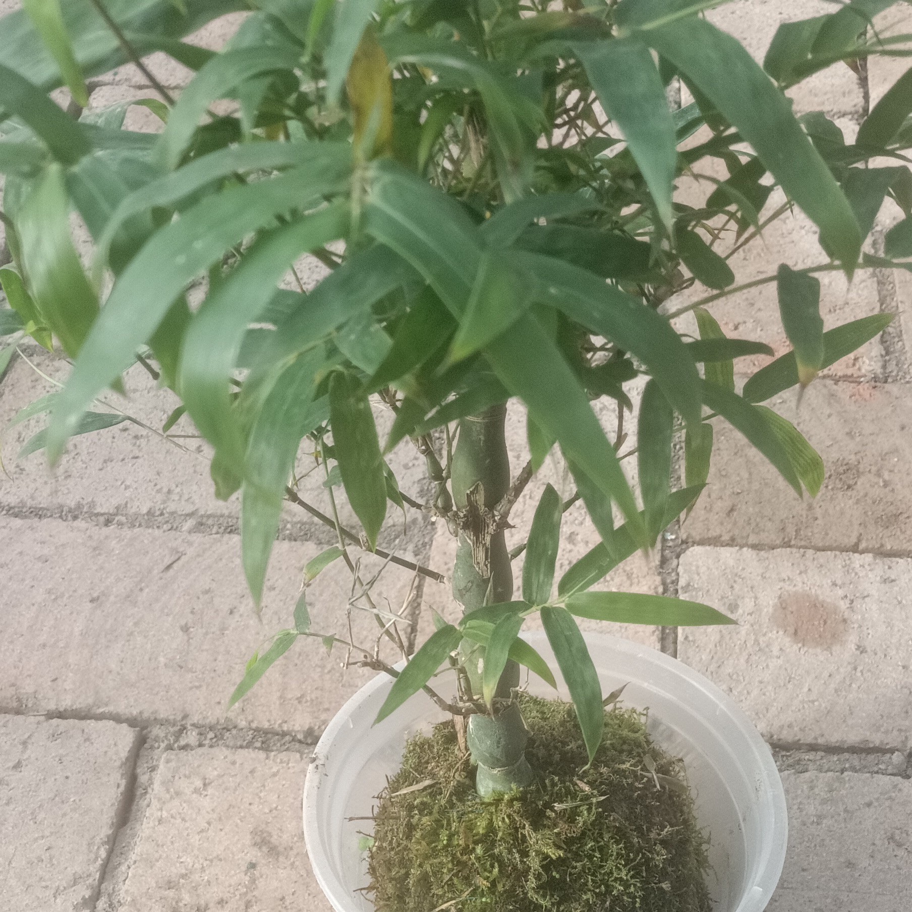 佛肚竹喜光植物，