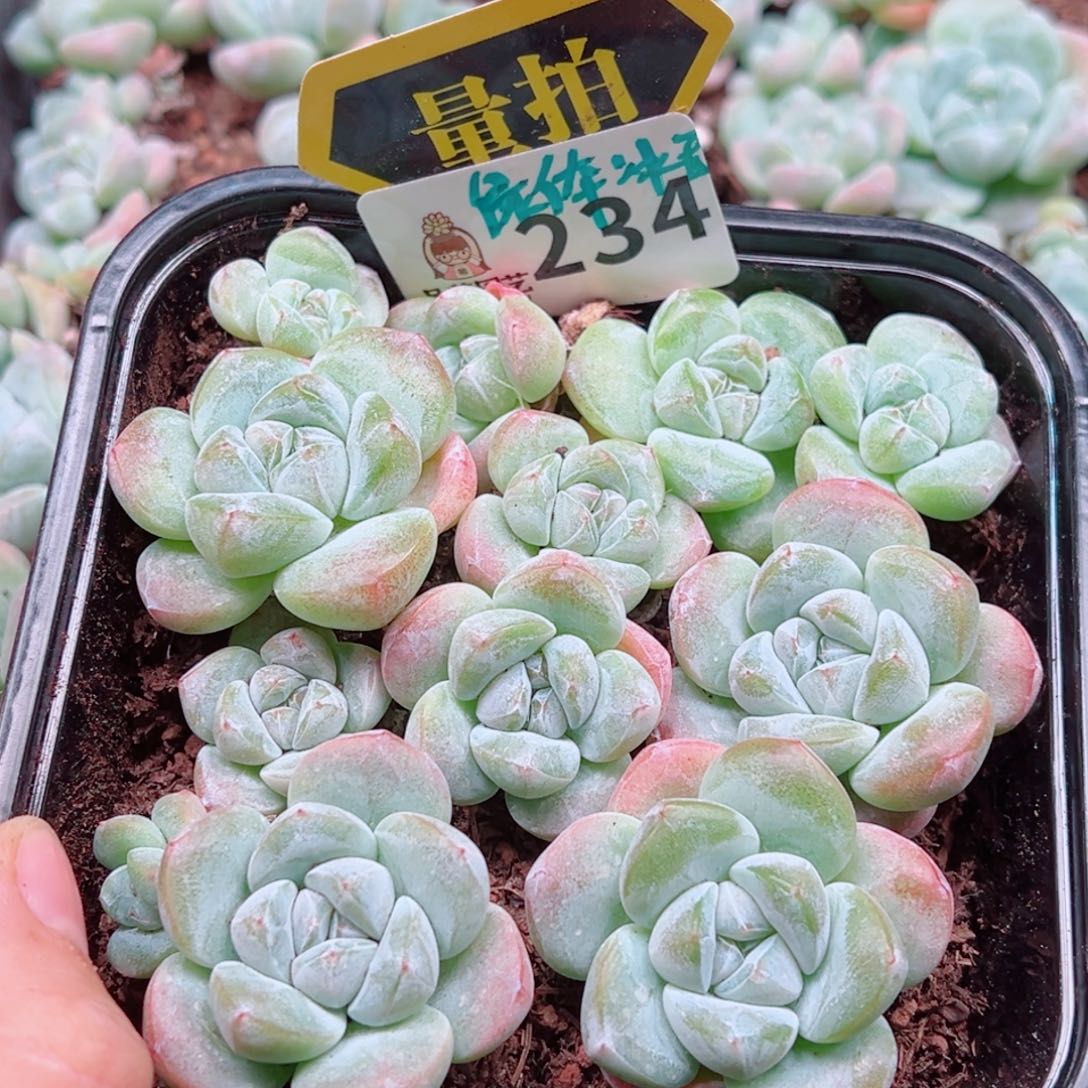 多肉植物多肉植物多肉