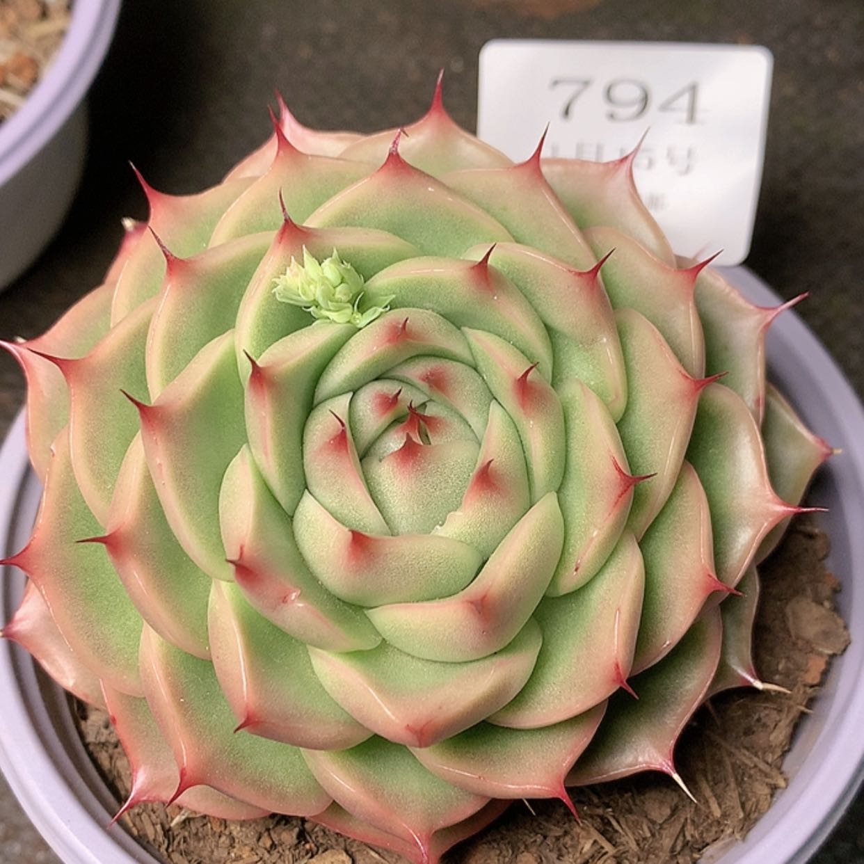 【闪购商品】云794
