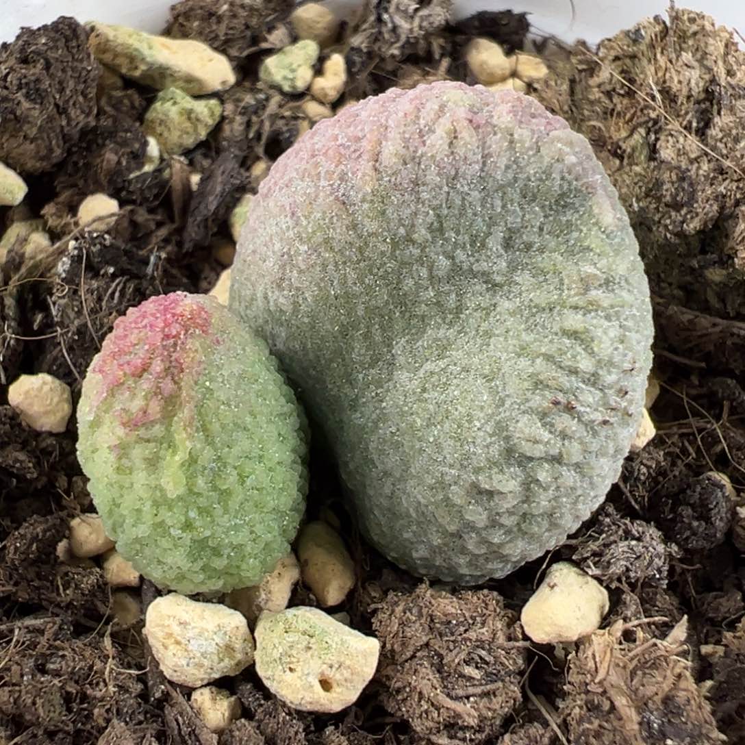 实生底叶苗绿色系纹路款多肉