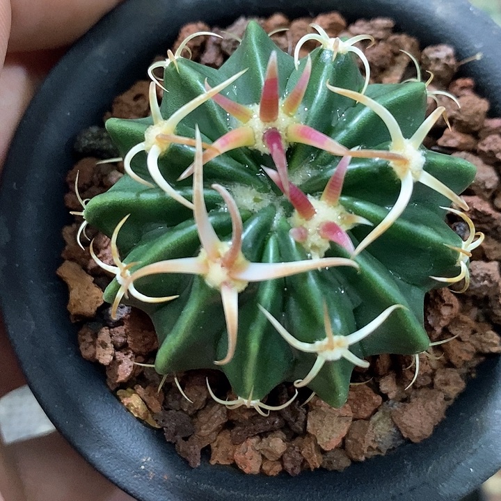 孤品实生武藏曲刺凌波（潜力）4.5cm年货福利