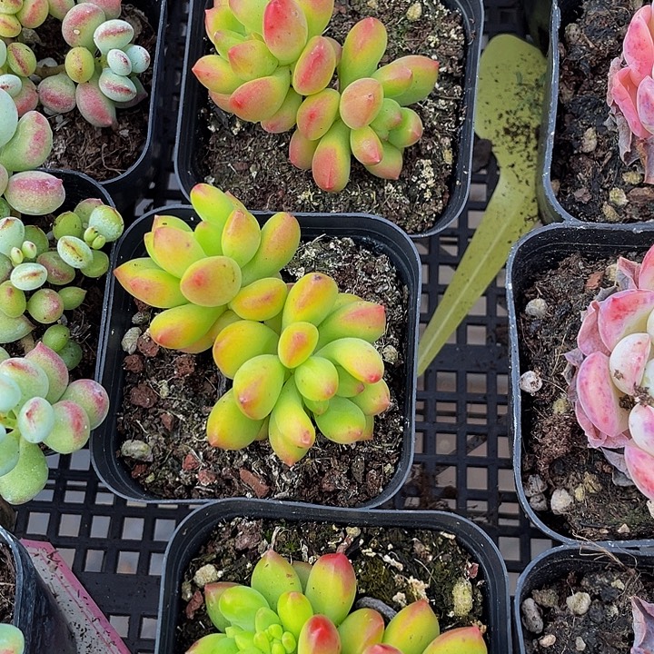 双头春萌带盆土发