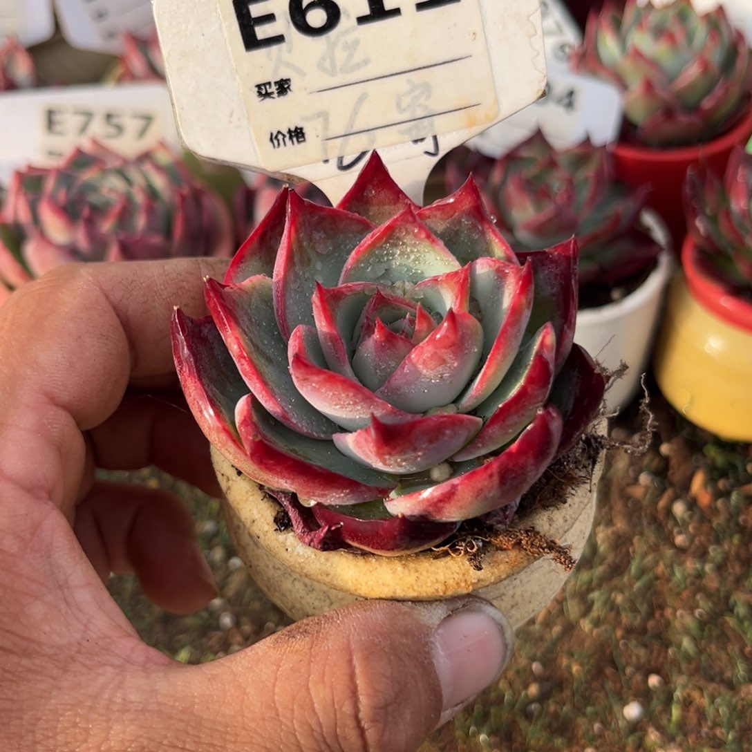 惊鸿一瞥611号多肉