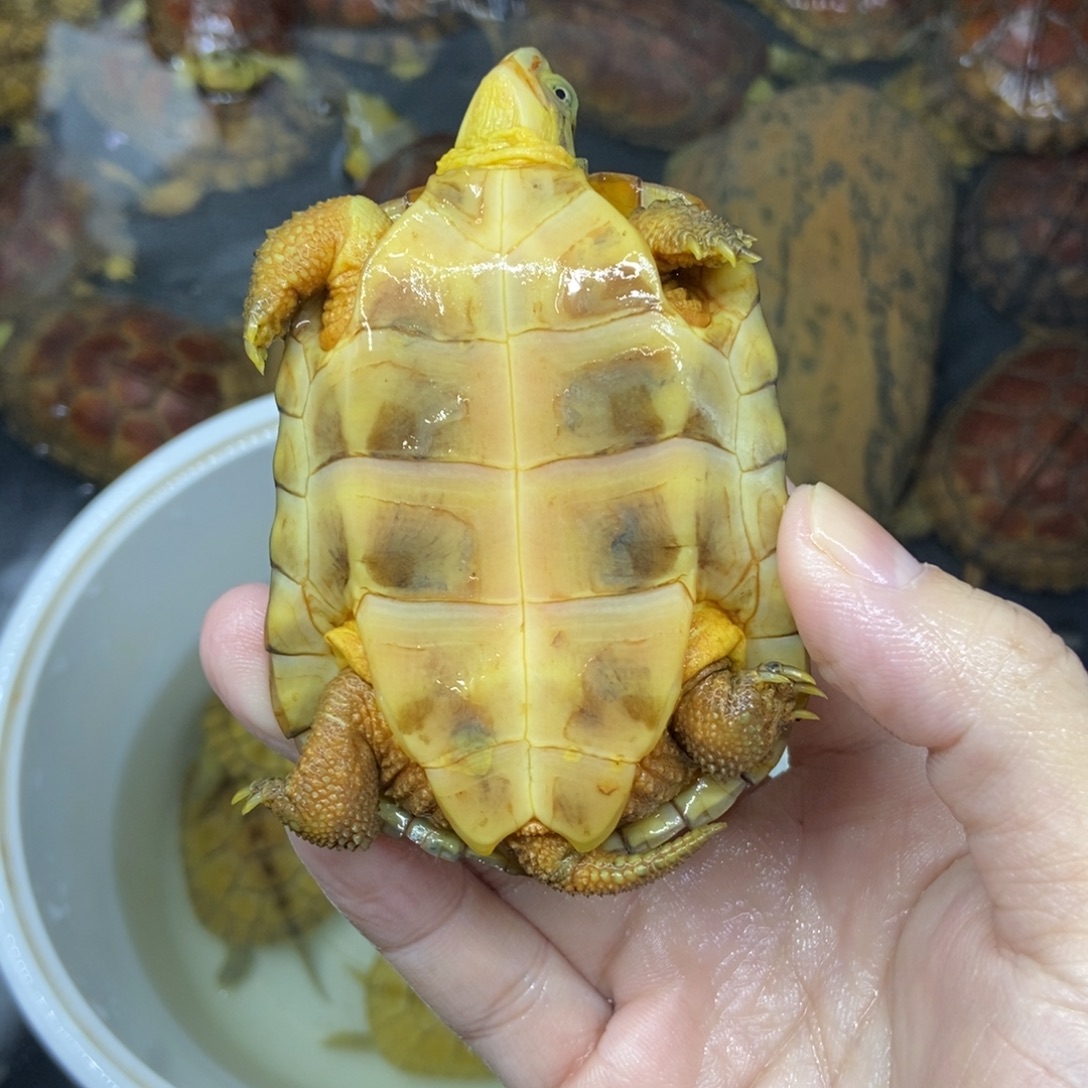 貌***單绿毛龟不分公母小青换甲