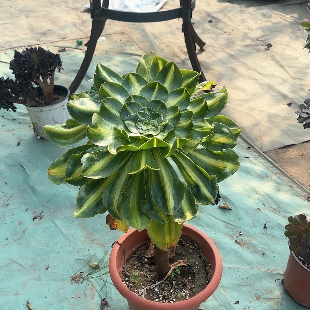 红陶哈哈哈哈哈哈哈哈哈哈哈