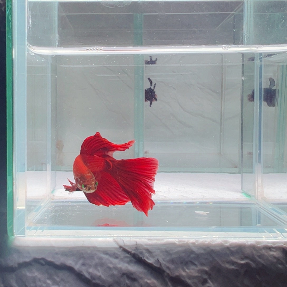 海水鱼热带鱼斗鱼4号