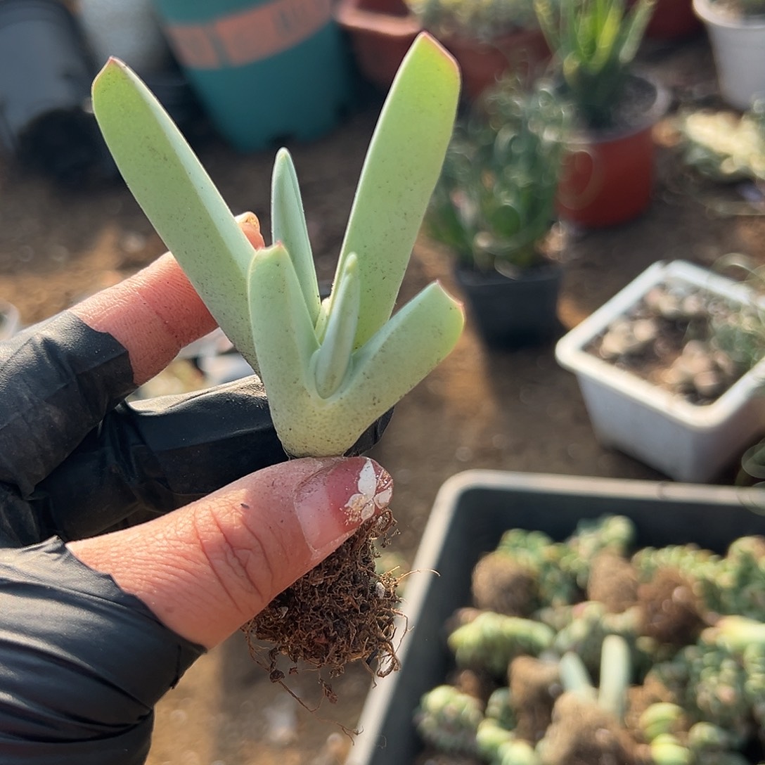 多肉植物兹光双头