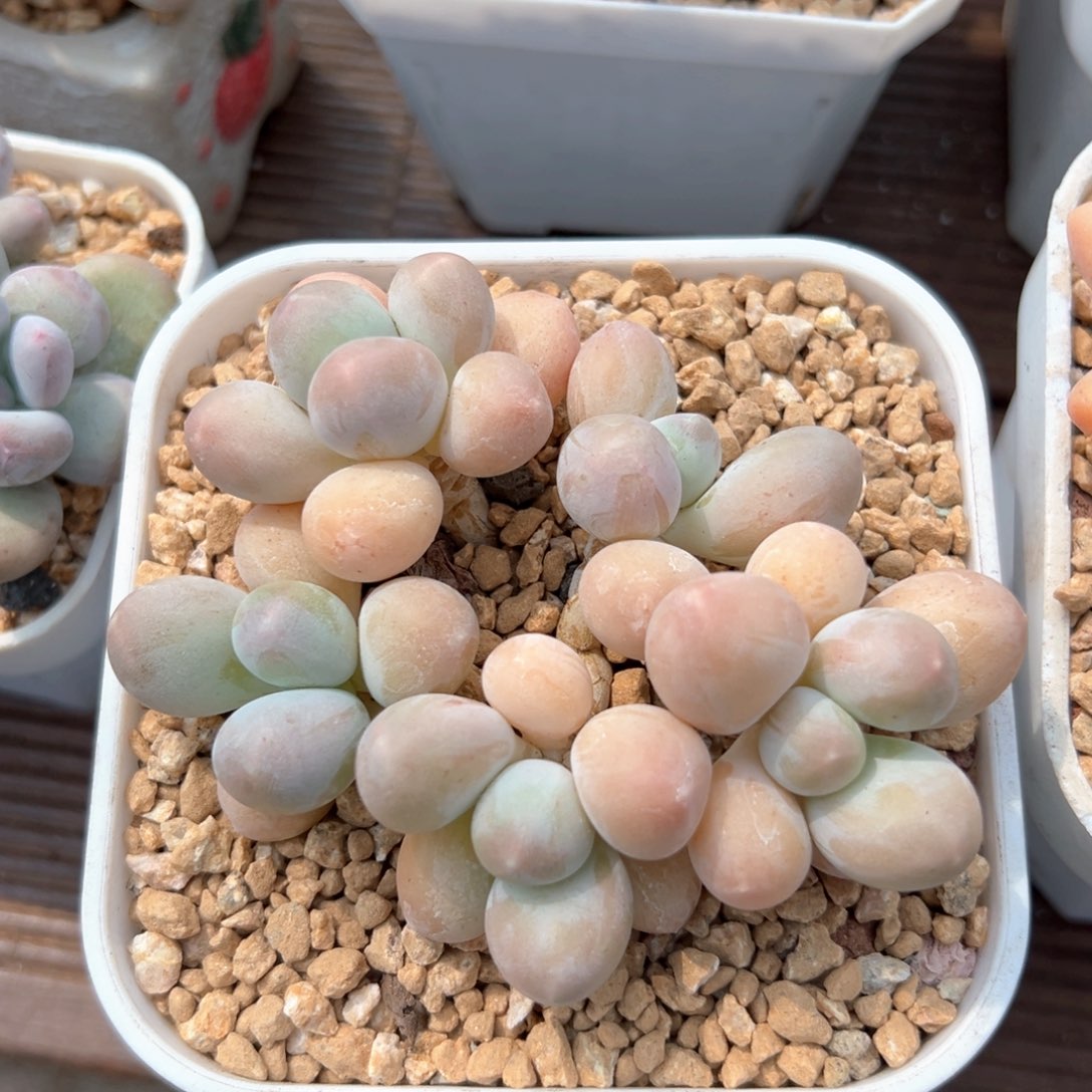 无花朵香水手指11111111111